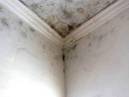 Best Post-Construction Mold Inspection  in Vinita, OK